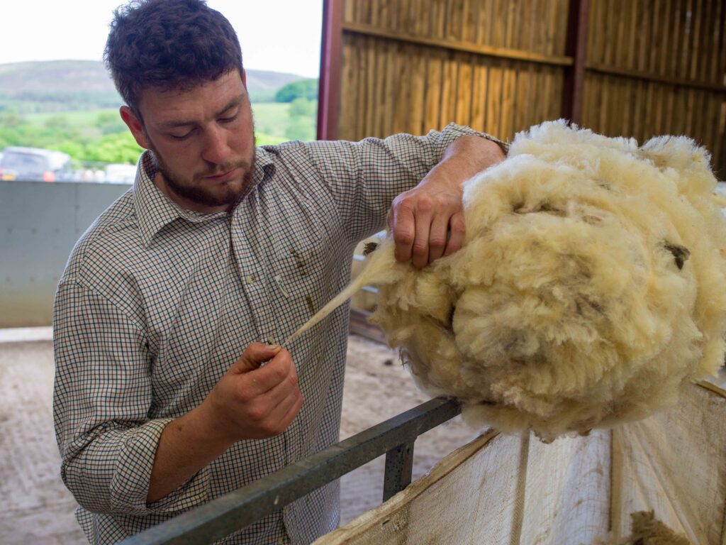 british wool ukft associate member farmer sheep